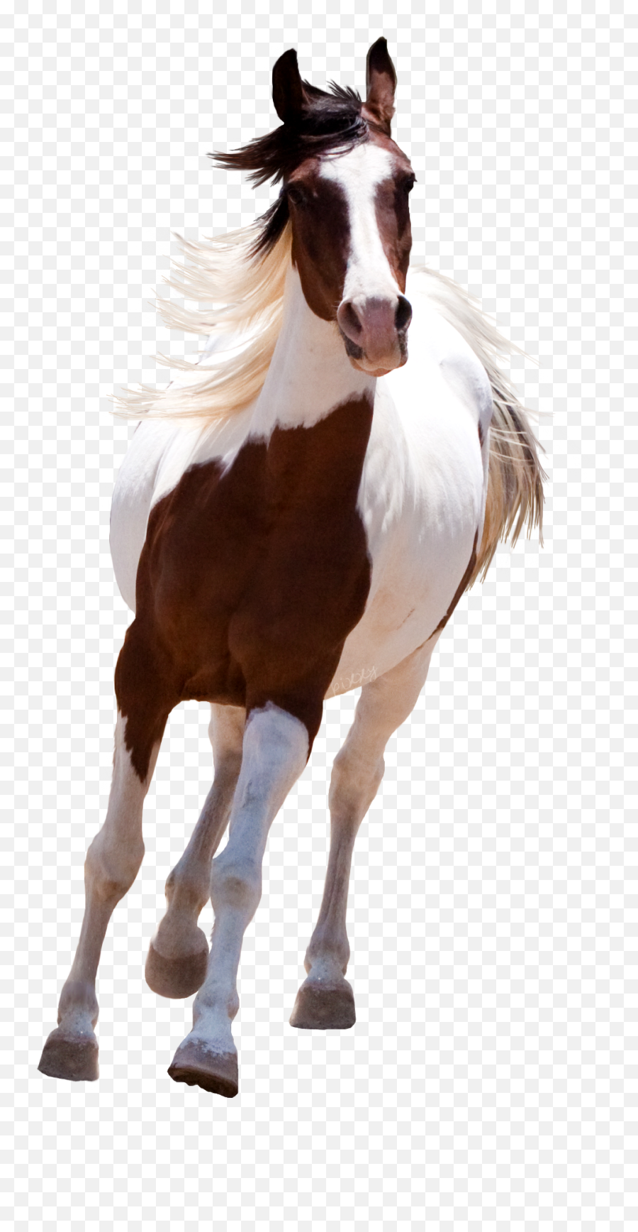 Beautiful Horses Transparent Photo - Horse Png Full Hd Emoji,Horse Png