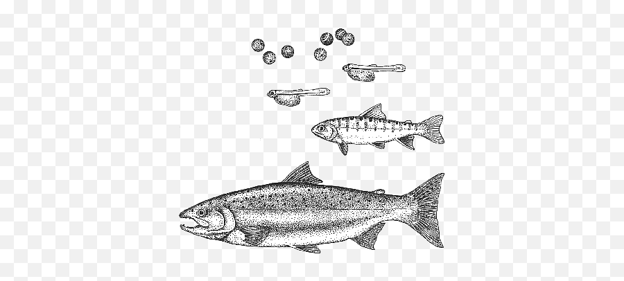 Fanny Bay Salmonid Enhancement Society - Some Of Our Fish Pacific Salmons And Trouts Emoji,Fish Fry Clipart