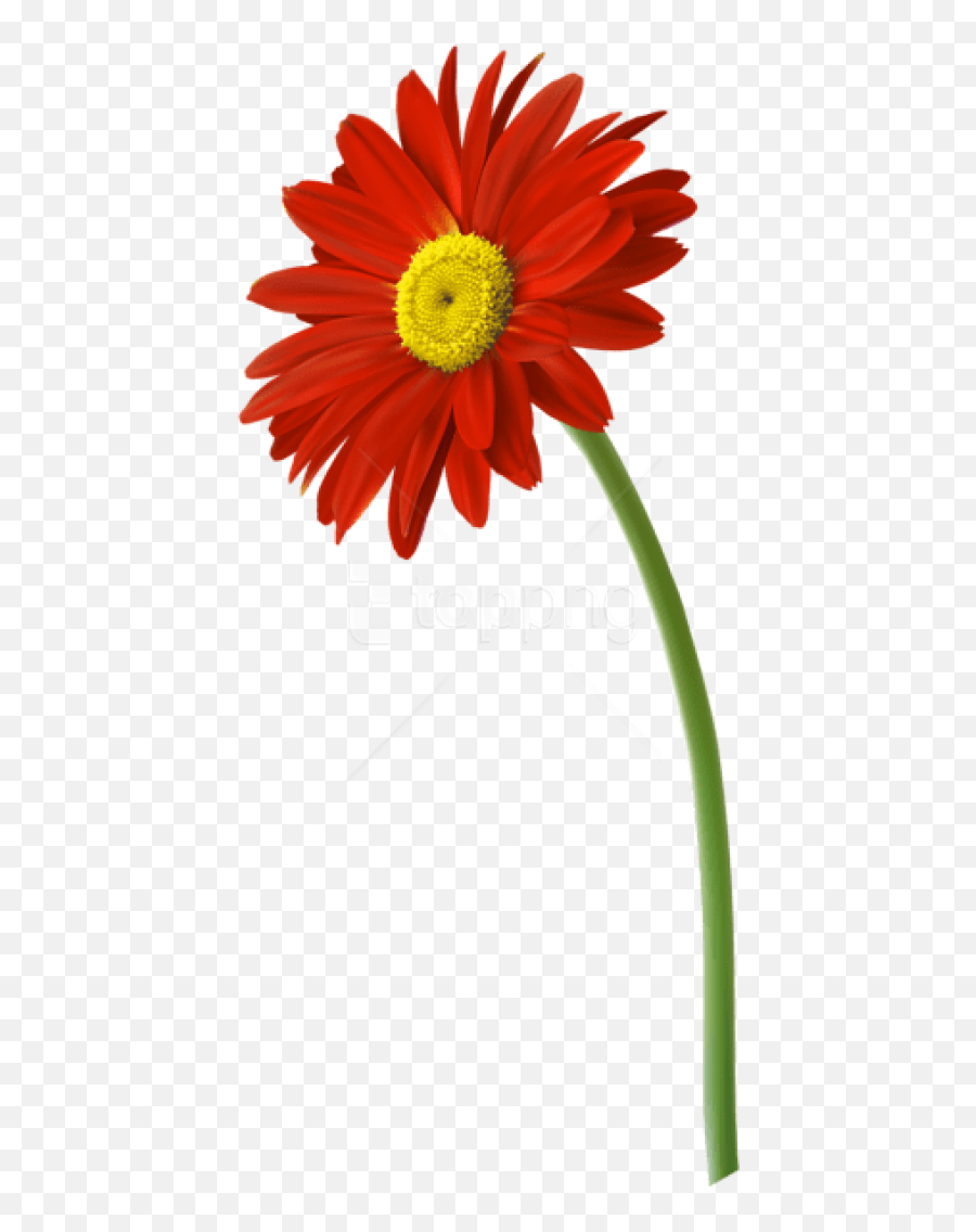 Download Red Gerbera Flower Png Images - Gerber Daisy Flower Png Emoji,Red Flower Png