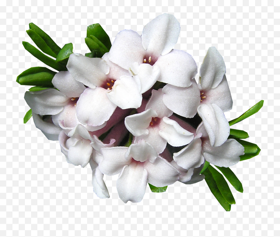 Daphne Flower Cut Outdaphne Flower Cut Outpng Snipstock Emoji,Cut Png
