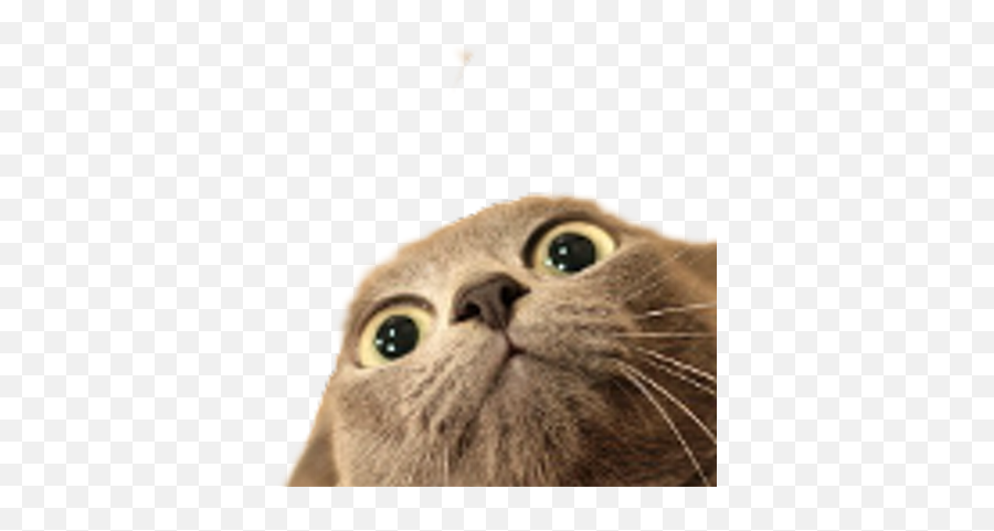 Russian Guyovitch On Twitter Animalcrossing Acnh Emoji,Crying Cat Meme Transparent