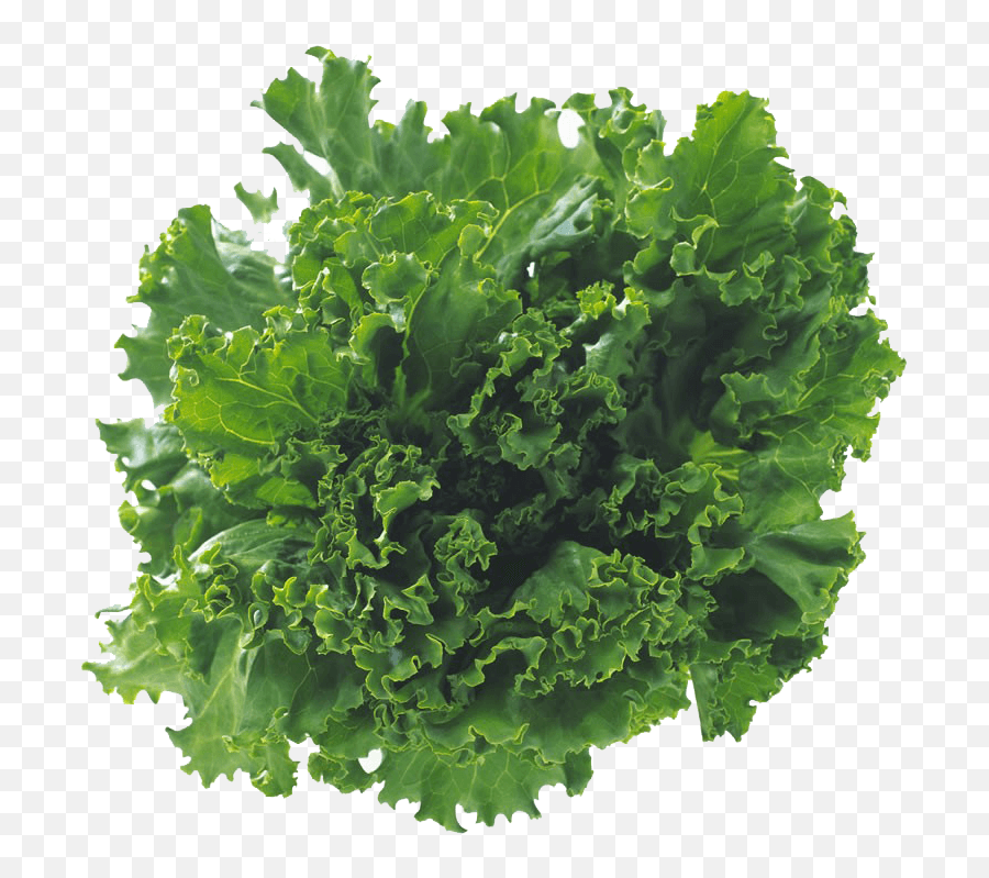 Search Results For U0027green Leaf Aloeverau0027 Emoji,Lettuce Leaf Clipart