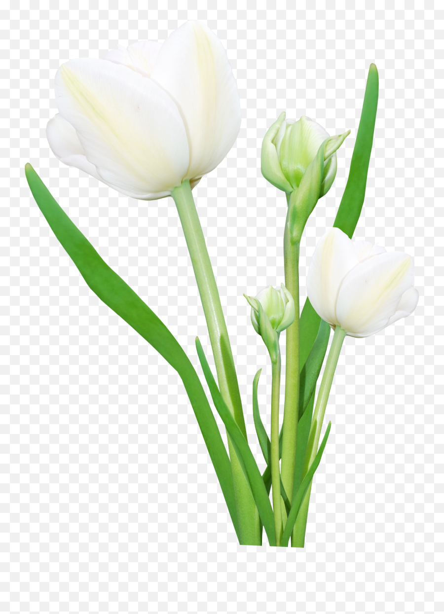 Bouquet Of White Flowers Png 1269x1700 - Real Flower Png Hd Emoji,White Flowers Png