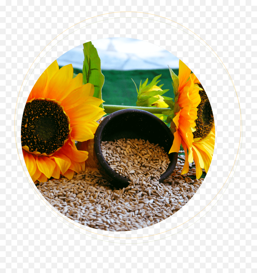 Download Hd Sadina Sunflowers And Kernels - Sunflower Bird Supply Emoji,Transparent Sunflowers
