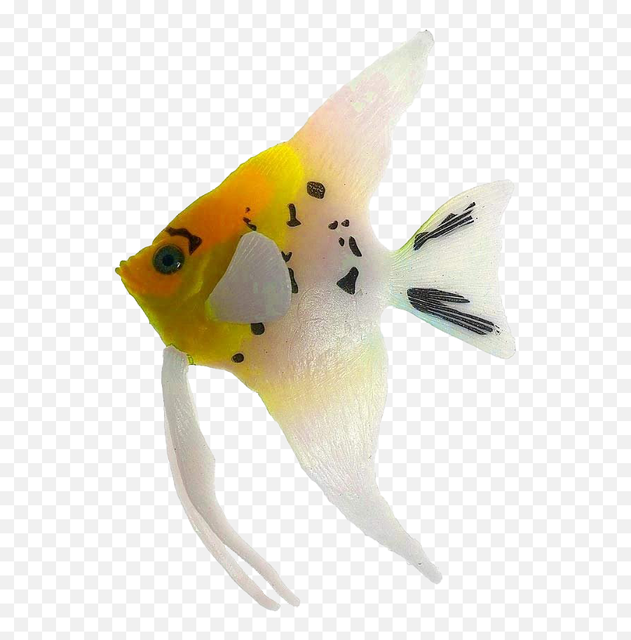 Angelfish Png Transparent Images Png All - Freshwater Angel Fish Png Emoji,Angelfish Clipart