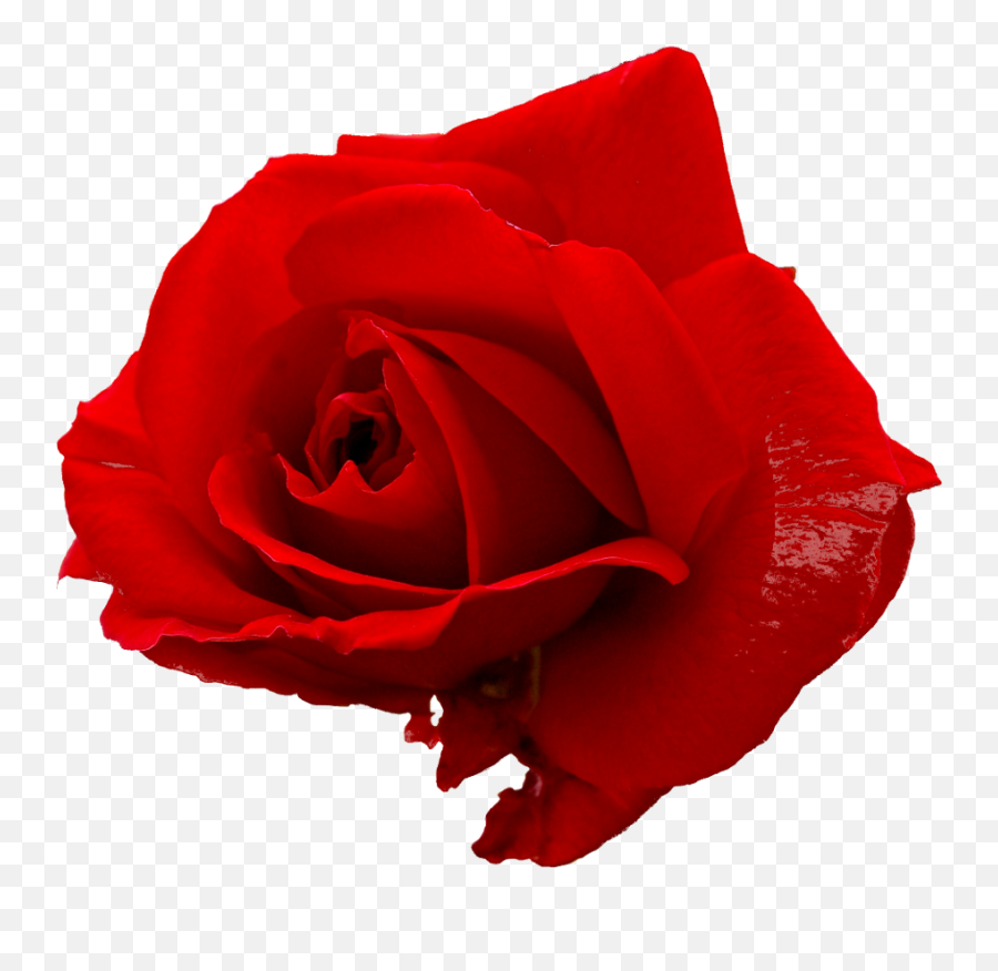 5 Flower Red Rose Png Image Transparent - Rose Hd Image Png Emoji,Png Format