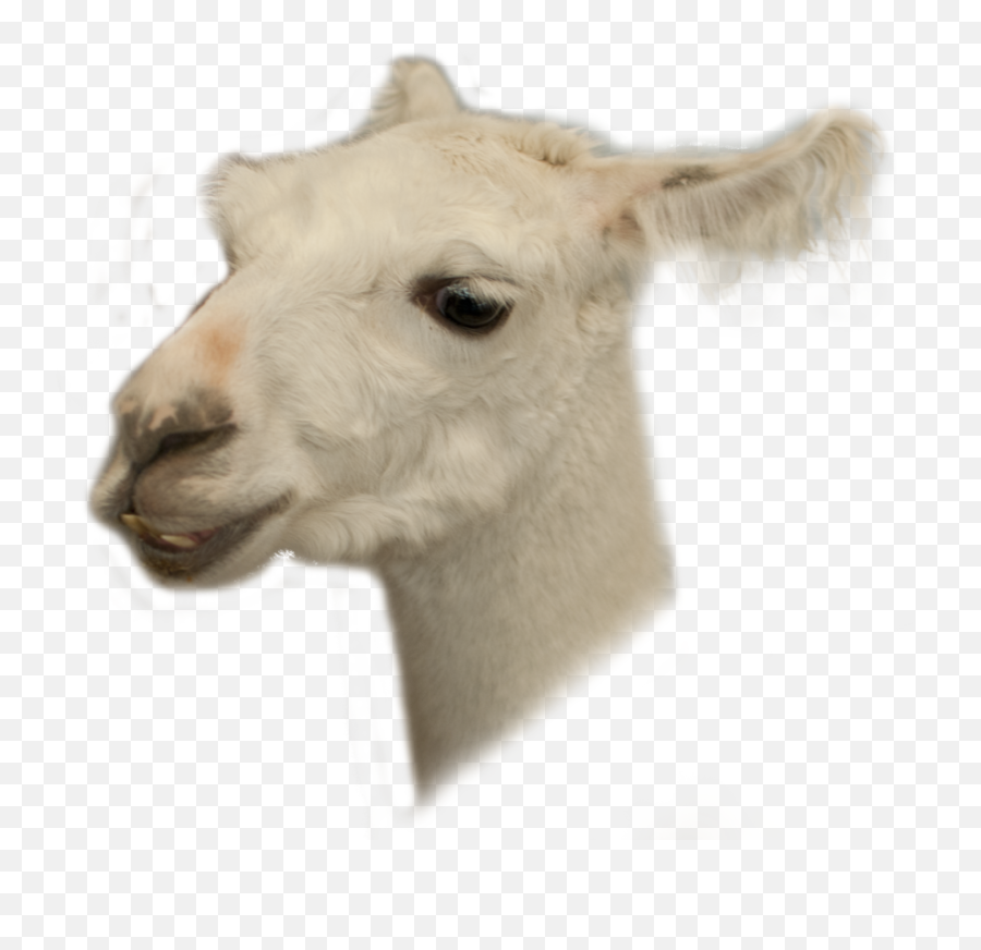 Llama Head Transparent U0026 Png Clipart Fre 1822662 - Png Animal Head Png Transparent Emoji,Llama Clipart Free