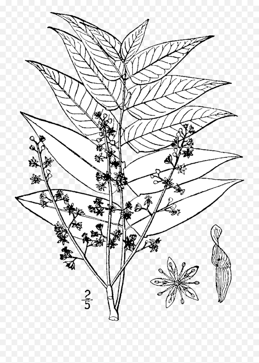 Ailanthus Altissima Drawing - Tree Of Heaven Draw Emoji,Flower Drawing Png