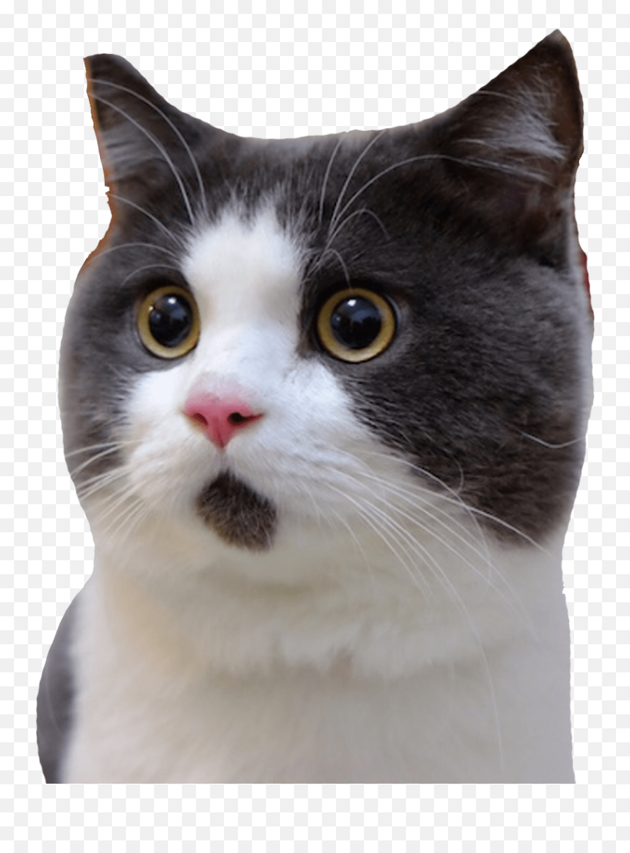 Scared Cat Png 4 Png Image - Oh My God Face Cat Oh My God Face Png Emoji,Black Cat Png
