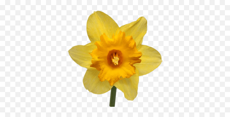 Daffodil Bunch Transparent Png - Daffodil Png Emoji,Daffodil Clipart
