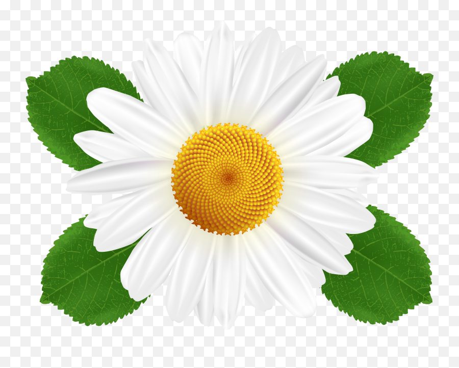 Free Transparent Daisy Cliparts - Transparent Background White Daisy Clipart Emoji,Daisy Clipart