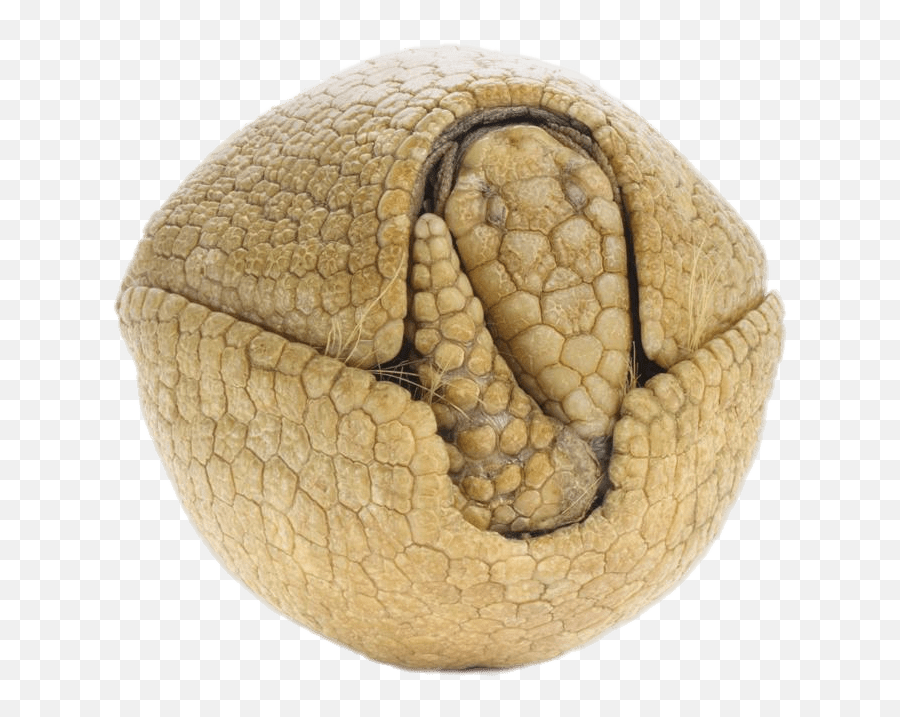 Rolled Up Armadillo - Armadillo Rolled Up Png Emoji,Armadillo Clipart