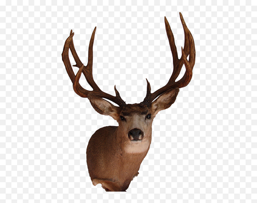 Deer Head Mounts Emoji,Deer Head Png
