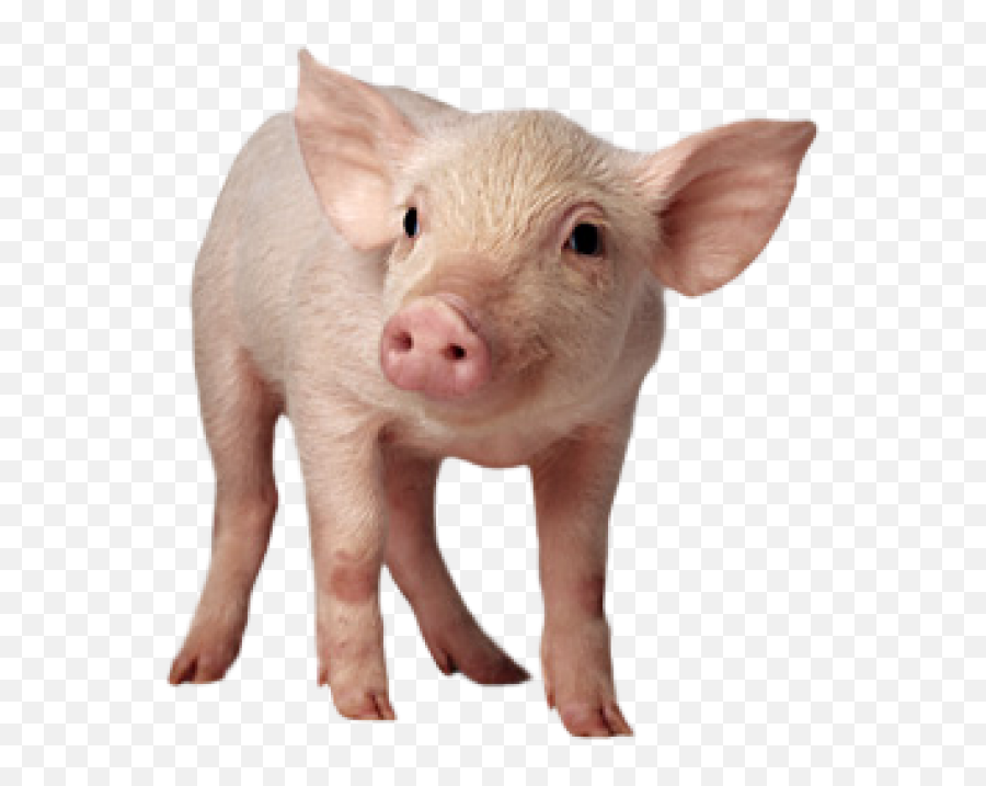 Pig Clipart Small Sitting Transparent St 896142 - Png Pig Png Emoji,Pig Clipart
