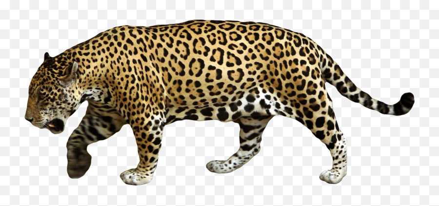 Jaguar Png Alpha Channel Clipart Images - Jaguar Png Emoji,Jaguar Clipart