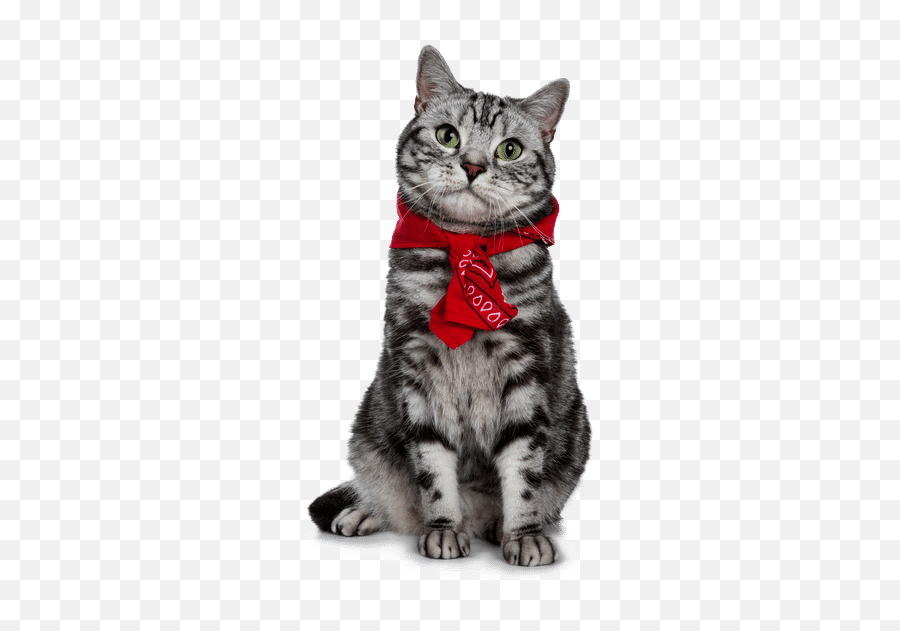 Nynkevanholten - Cat Wearing Bandanna Emoji,Canva Transparent Background
