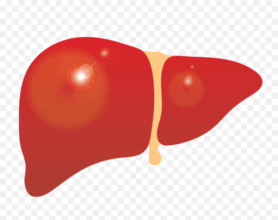 1560993 Liver Clipart Cirrhosis - Liver Clipart Png Emoji,Liver Clipart