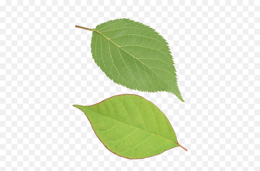 Download Leaves Free Png Transparent Image And Clipart - Single Green Leaf Png Emoji,Transparent Leaves