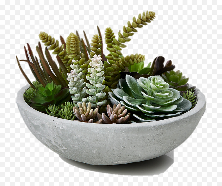Succulent Plant Garden Plants Succulent Bowl Flowerpot - Vertical Emoji,Succulent Clipart