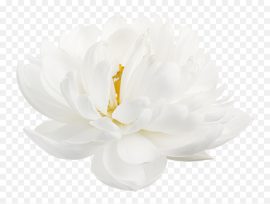 White Lotus Flower White Background Png - Language Emoji,Lotus Flower Png
