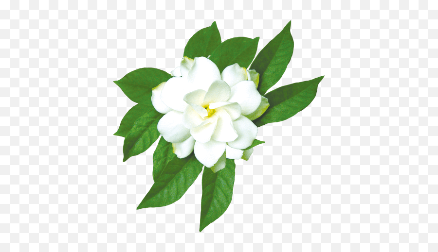 Free Png Image Jasmine Flower White Jasmine Flowers Emoji,Green Leaves Png
