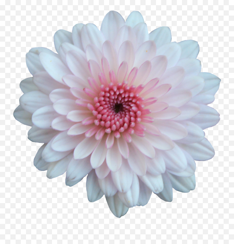 Pink And White Flowers Png Transparent - Chrysanthemum Flower Png Emoji,White Flowers Png