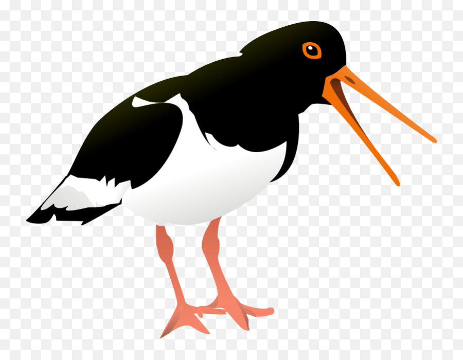 Black And White Bird On A Black Background Free Image Download - Oystercatcher Clipart Emoji,Fisherman Clipart