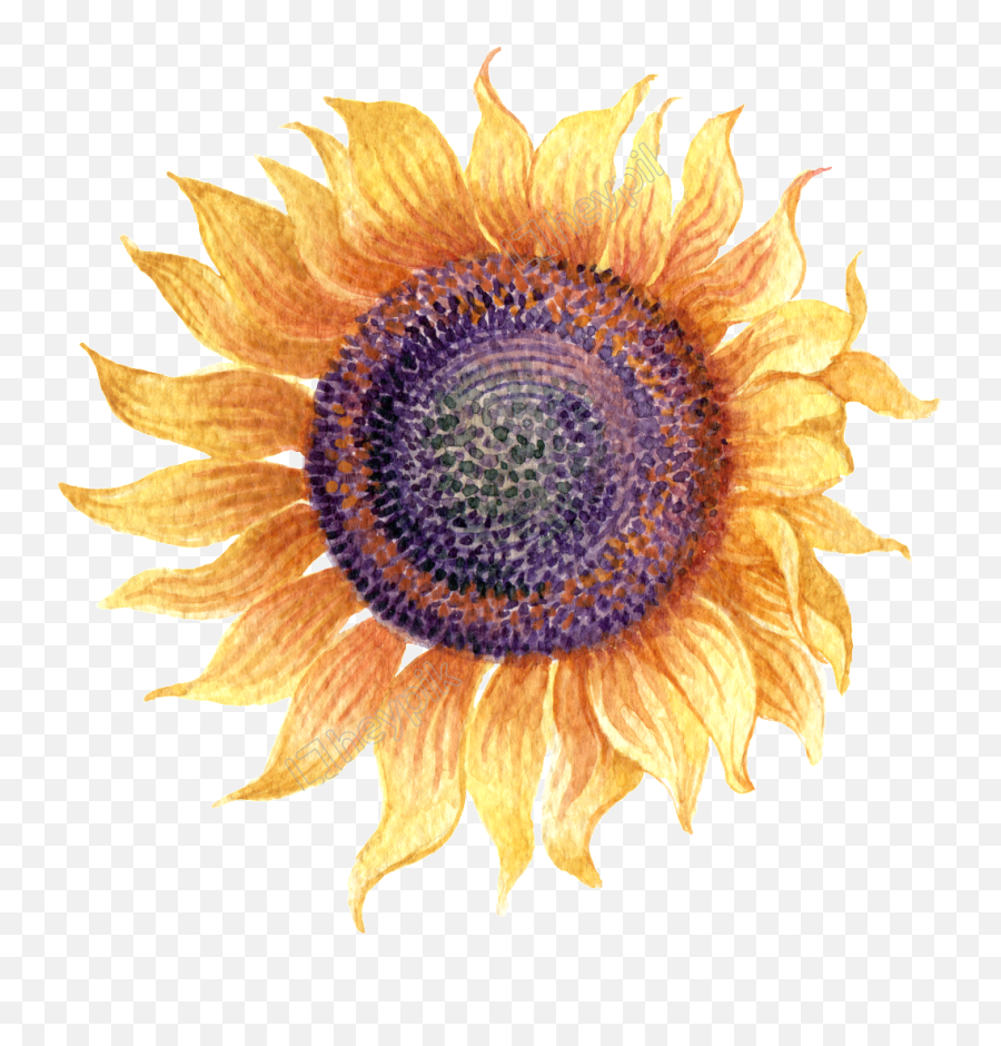 Train - Transparent Background Sunflower Png Free Water Color Sunflower Clipart Emoji,Transparent Sunflowers