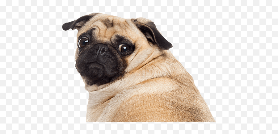 Funny Pug Pictures - Transparent Sad Dog Png Emoji,Dog Face Png
