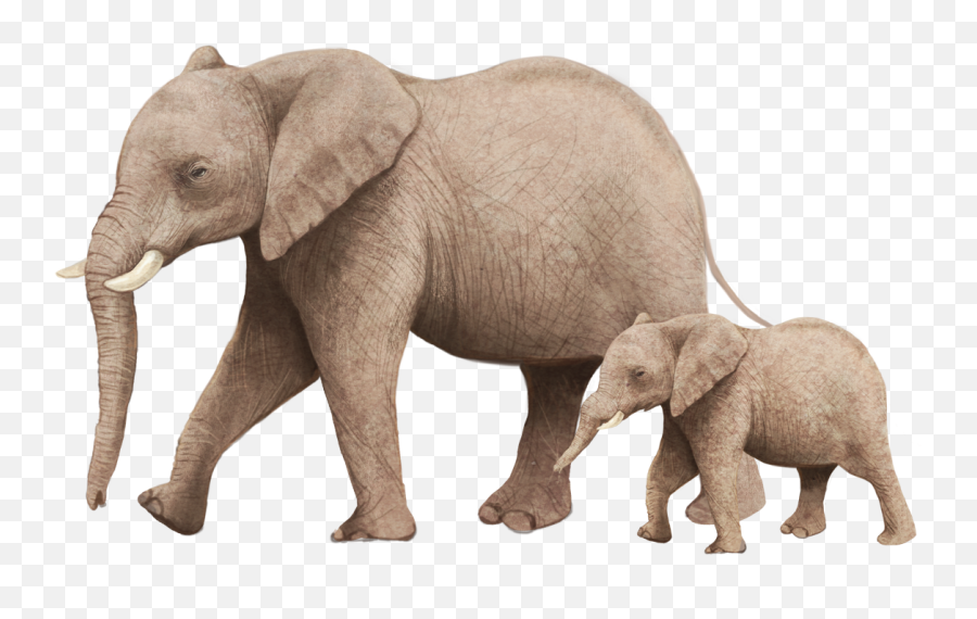 African Bush Elephant Illustration - Ele 2691910 Png Elephant With Baby Png Emoji,Elephant Png