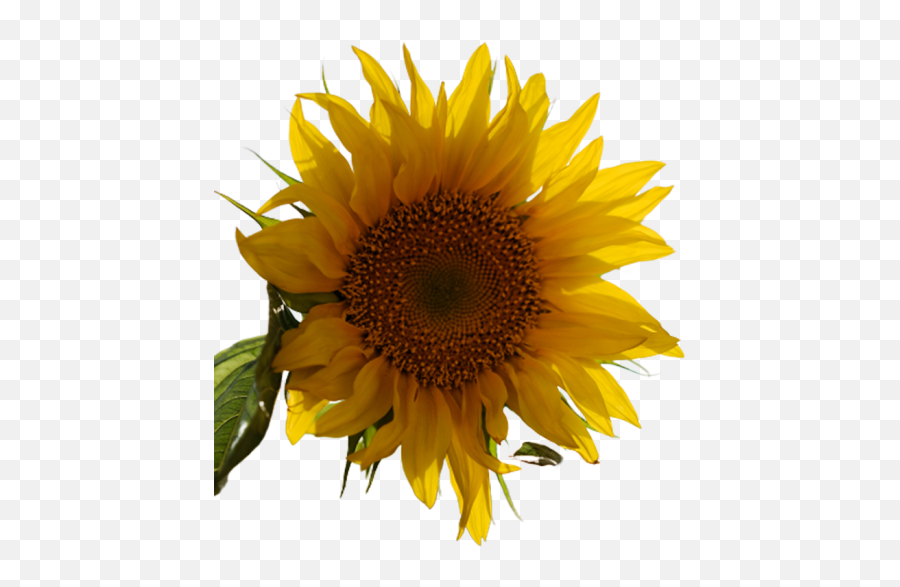 Sunflower Real Flowers Transparent Png - Oyepngcom Common Sunflower Emoji,Flowers Transparent