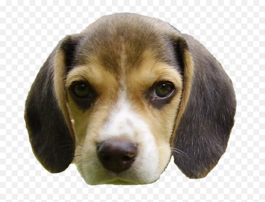 Beagle Puppys Head - Dog Head Transparent Background Emoji,Dog Head Png