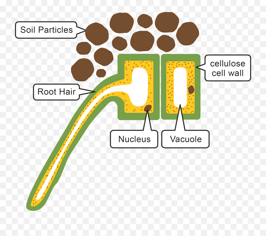 Root Hair Cell Clipart - Plant Cell From A Root Emoji,Cell Clipart