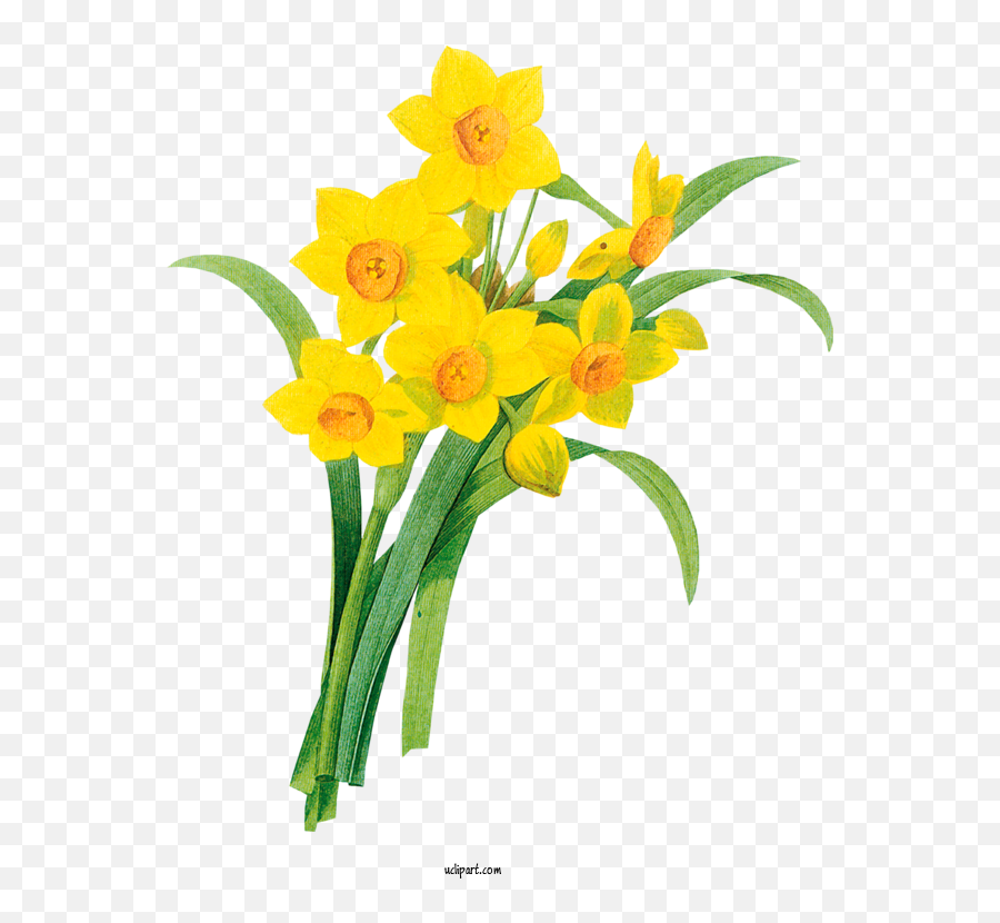Flowers Line Art Drawing Wild Daffodil Emoji,Daffodil Clipart
