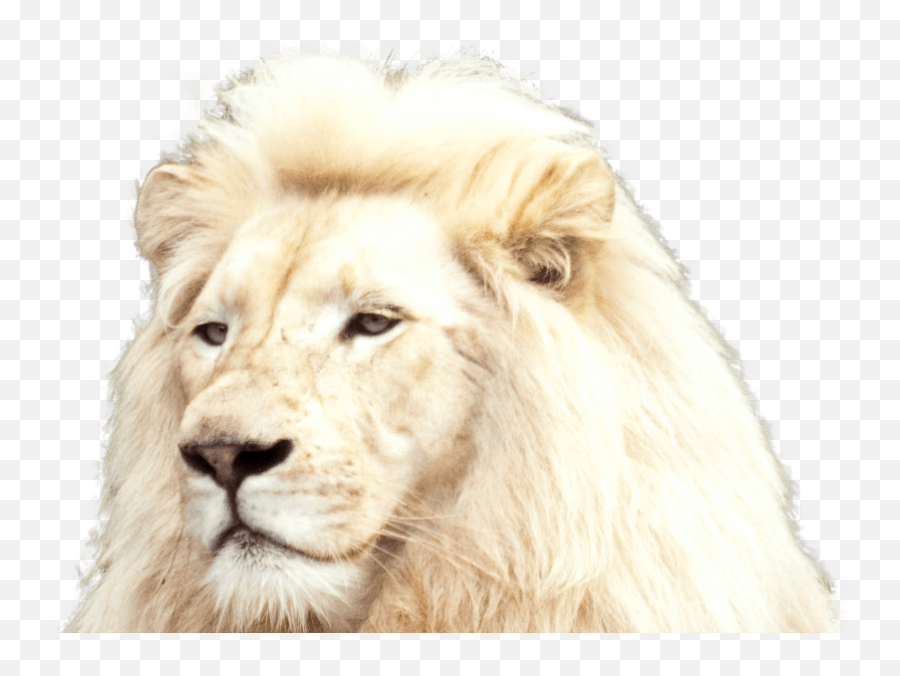 Download White Lion Foreground - White Lion Full Size Png Transparent White Lion Png Emoji,Lion Transparent Background