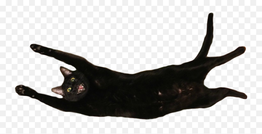 Stretched Out Happy Cat 1248 582 Cutouts - Flying Black Cat Png Emoji,Black Cat Transparent