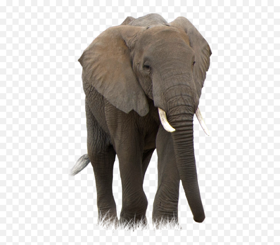 Png Images Pngs Elephant Elephants 96png Snipstock - African Forest Elephant Transparent Background Emoji,Elephant Png
