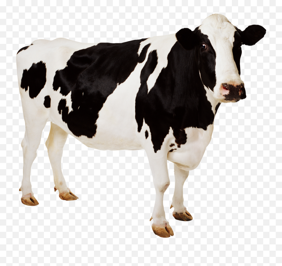 Black White Cow Transparent Background - Png4u Cow Png Emoji,Transparent Background In Photoshop