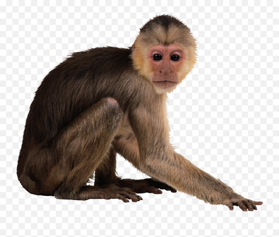 Monkey Png Transparent Free Images - Monkey Png Transparent Emoji,Monkey Png
