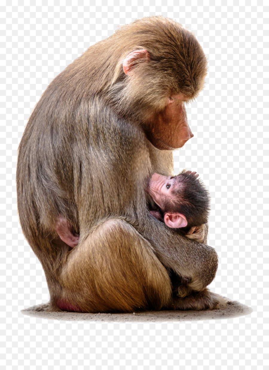 Baboon Sitting Png Clipart Background Png Play - Mom Genes Book Emoji,Sitting Clipart