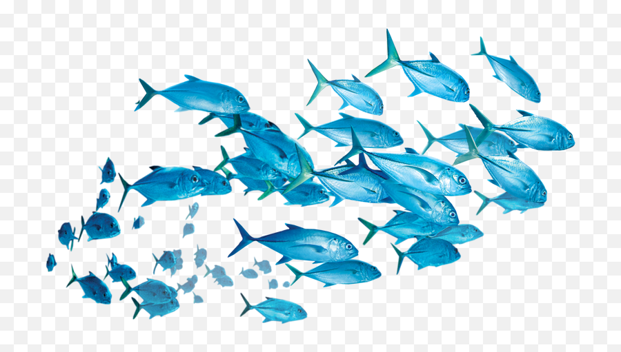 Fish Sticker - School Transparent Cartoon Fish Emoji,School Of Fish Png