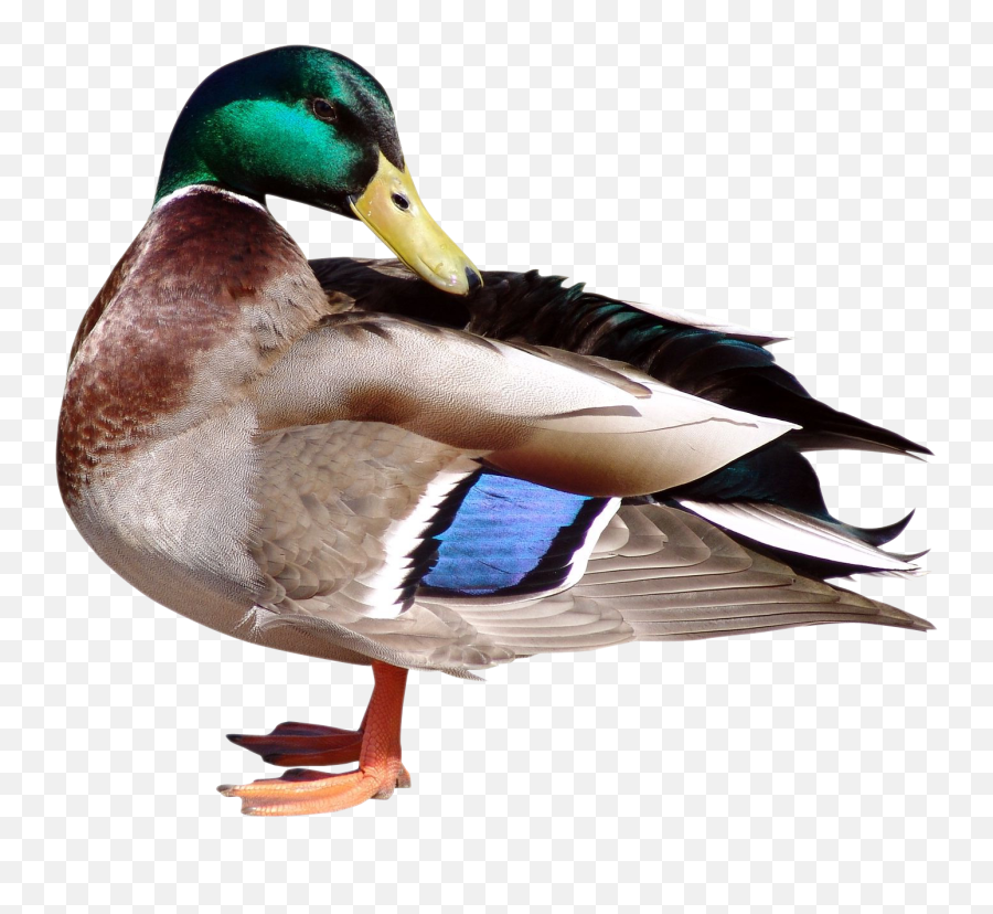 Duck Png Transparent Image - Vt Tri Png Emoji,Duck Png