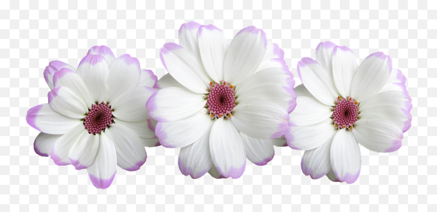 Flowers White Daisies - Free Photo On Pixabay Emoji,White Daisy Png