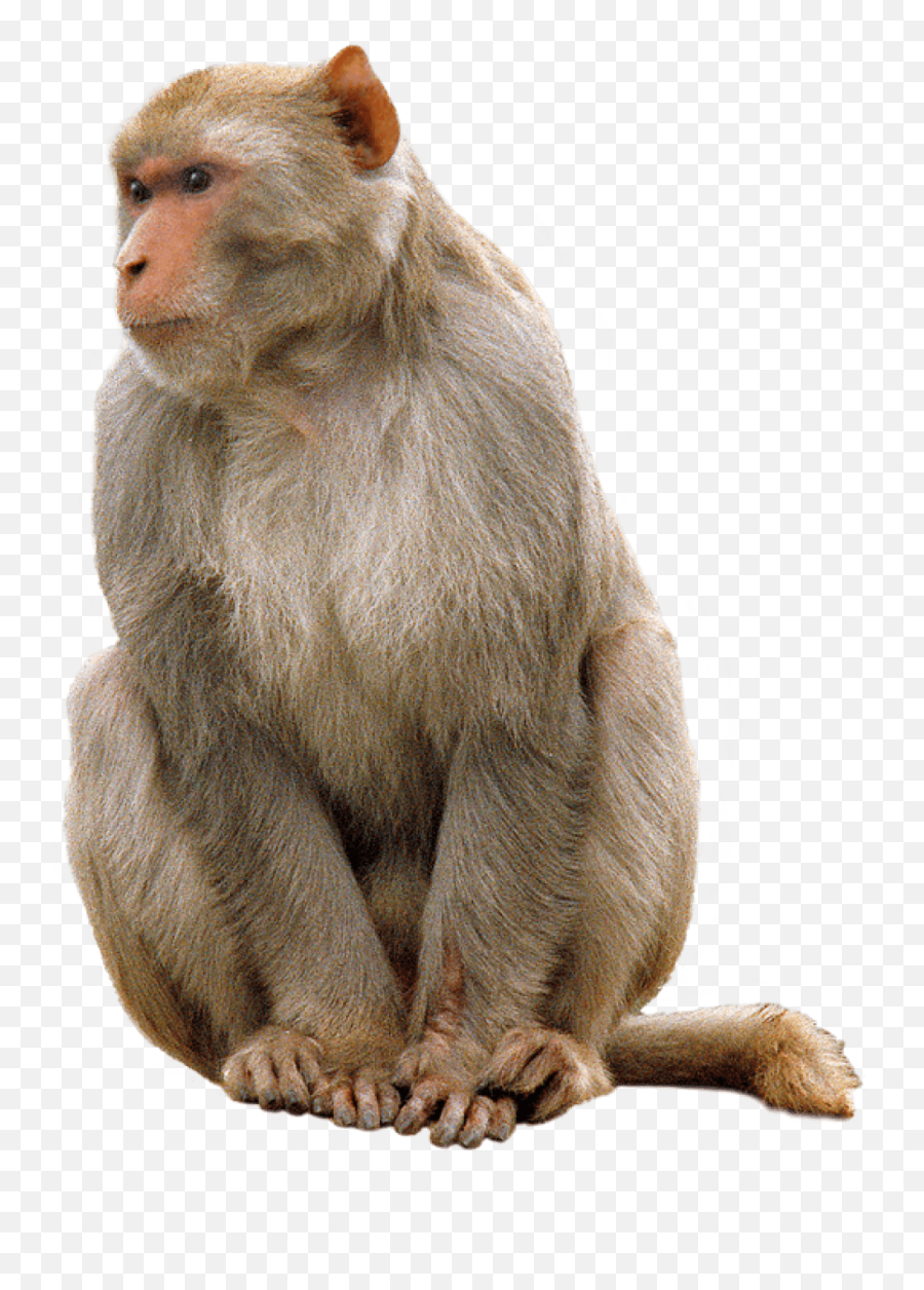 Monkey Sitting Transparent Png - Monkey Transparent Emoji,Monkey Png