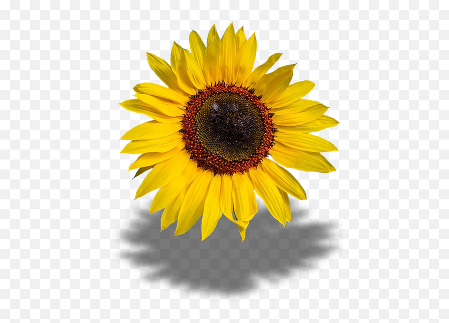Canvas Print Sun Flower Png Transparent - Sun Flowers Yellow Transparent Background Emoji,Canva Transparent Background