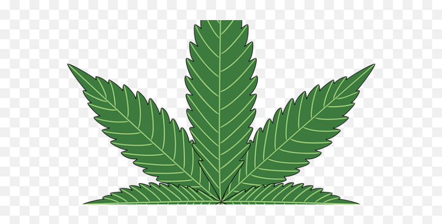 Feds Take First Step Towards Approving Cannabis Derivative - Marijuana Leaf Vector Emoji,Marijuana Leaf Clipart