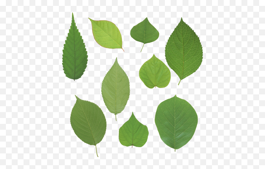 Green Leaves Png 1 - Png 8581 Free Png Images Starpng Real High Resolution Leaves Png Emoji,Green Leaves Png