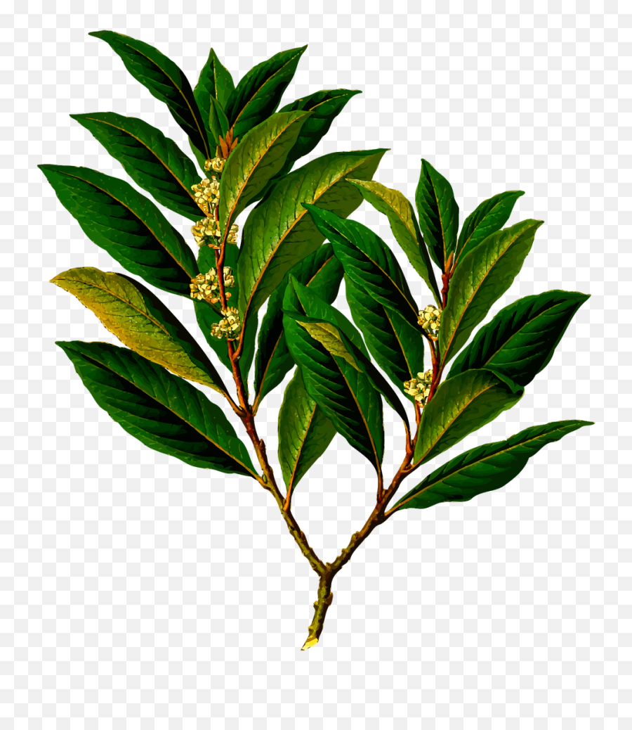 Bay Branch Edible Evergreen Png Picpng - Bay Leaf Botanical Drawing Emoji,Evergreen Png