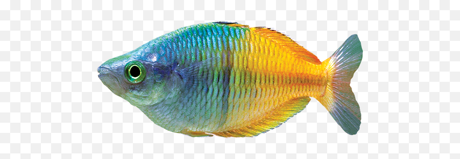 Rainbowfish Care Sheet - Rainbow Fish Emoji,School Of Fish Png