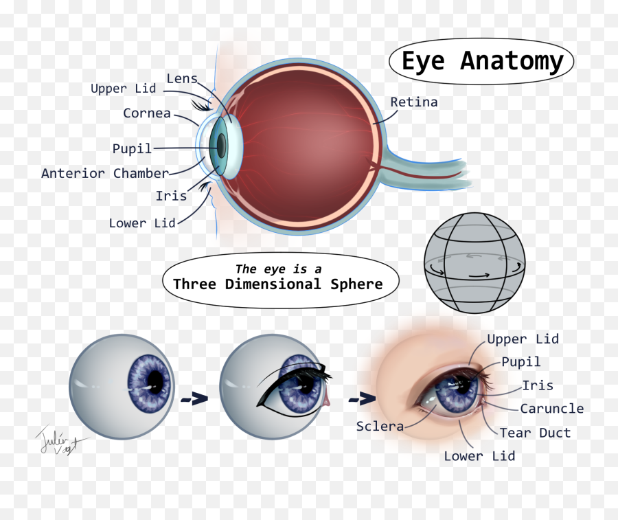 A Helpful Guide To Eyes By Herodraws - Clip Studio Tips Dot Emoji,Anime Eyes Transparent